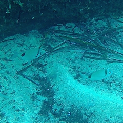 Diplodus vulgaris