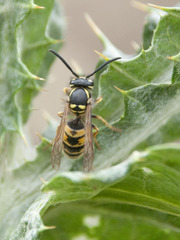 Vespula vulgaris