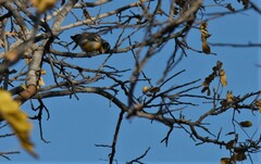 Emberiza flaviventris