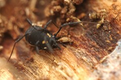 Nemastoma bimaculatum