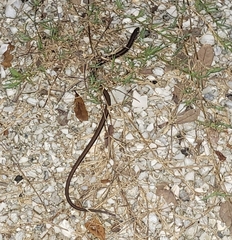 Ophisaurus ventralis