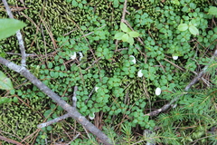 Gaultheria hispidula