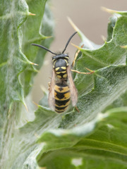 Vespula vulgaris