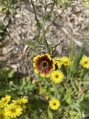 Osteospermum monstrosum