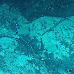 Diplodus vulgaris