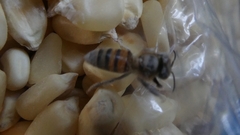 Apis mellifera