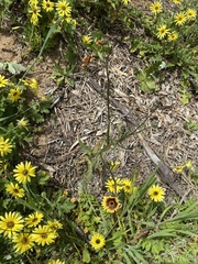 Osteospermum monstrosum