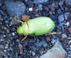 Chrysina