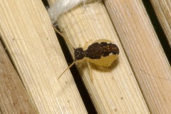 Sminthurus maculatus