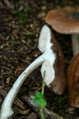 Pluteus