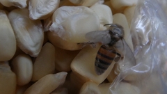 Apis mellifera