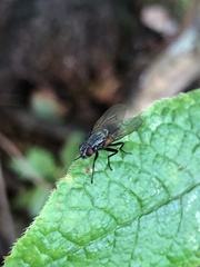 Muscoidea