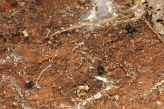 Nemastoma bimaculatum