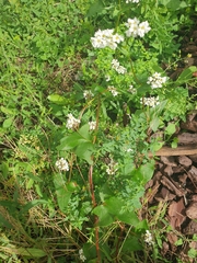 Fagopyrum esculentum