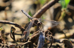 Diplacodes lefebvrii