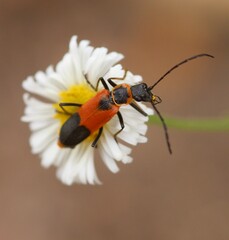 Chauliognathus limbicollis