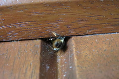 Megachile centuncularis