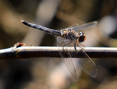 Diplacodes lefebvrii