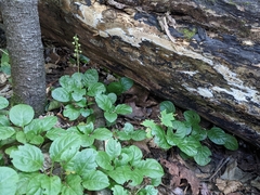Pyrola elliptica
