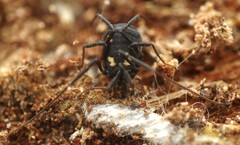 Nemastoma bimaculatum