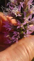 Liatris hesperelegans