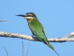 Merops superciliosus