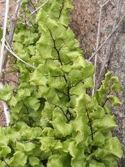 Adiantum chilense