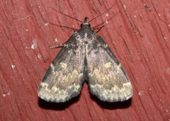 Idia lubricalis