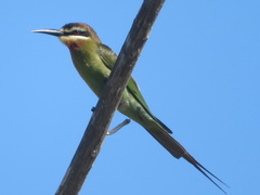 Merops superciliosus