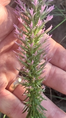 Liatris hesperelegans