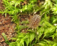 Homalenotus quadridentatus