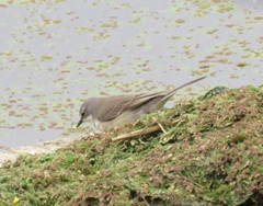 Motacilla capensis capensis