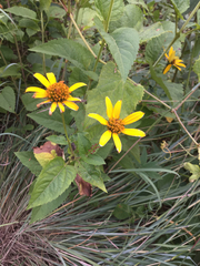 Heliopsis