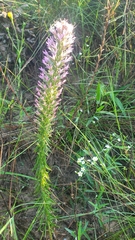 Liatris hesperelegans