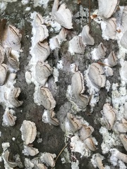 Trichaptum abietinum