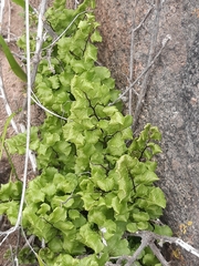 Adiantum chilense