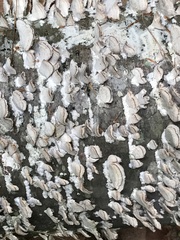 Trichaptum abietinum