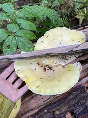 Pleurotus levis