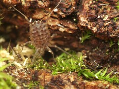 Homalenotus quadridentatus