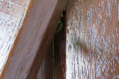 Megachile centuncularis