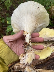Pleurotus levis