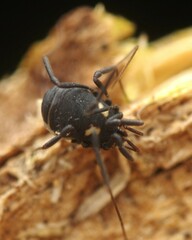 Nemastoma bimaculatum