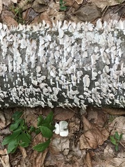 Trichaptum abietinum