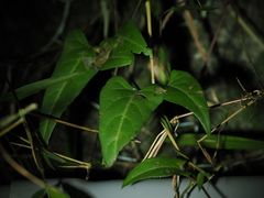 Reynoutria multiflora