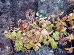 Clematis alpina sibirica