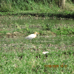 Bubulcus ibis