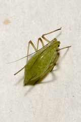 Macrosiphum