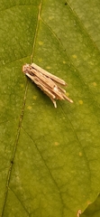 Psyche casta