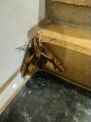 Xylophanes ceratomioides