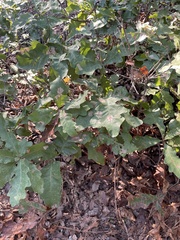 Quercus sinuata